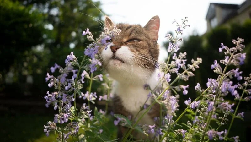 Cat smelling catnip