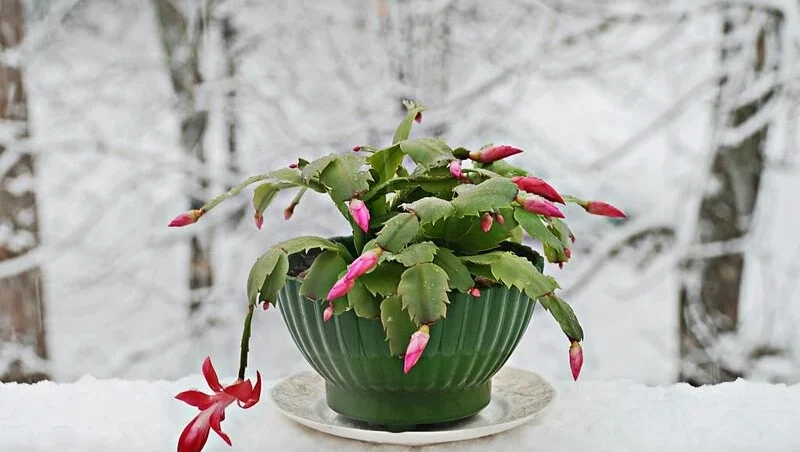 Christmas cactus in winter