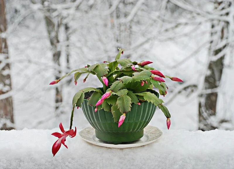 Christmas cactus in winter