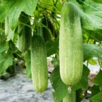 Cucumber growing at farm
