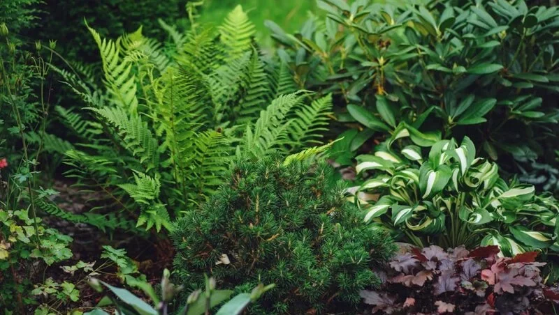 Fern in garden