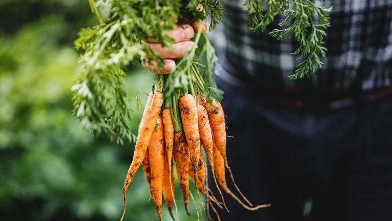 freshly harvested carrots