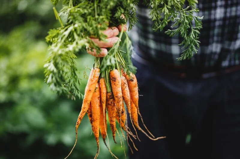 freshly harvested carrots
