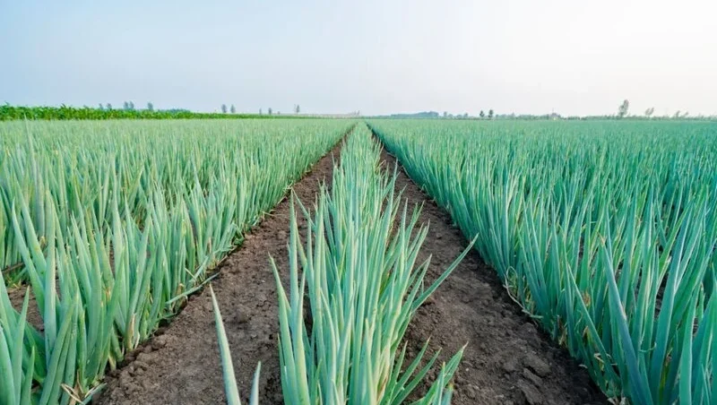 Green onion field