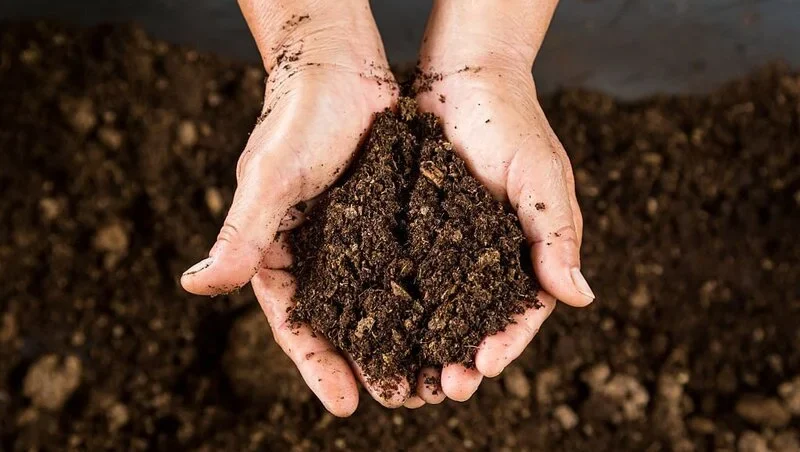 Hands holding peat moss
