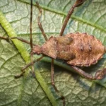 Helmeted squash bug on green leaf