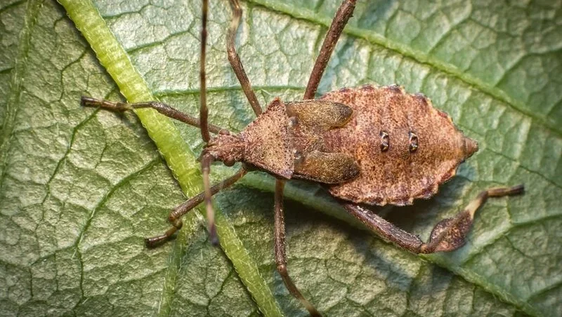 Helmeted squash bug on green leaf