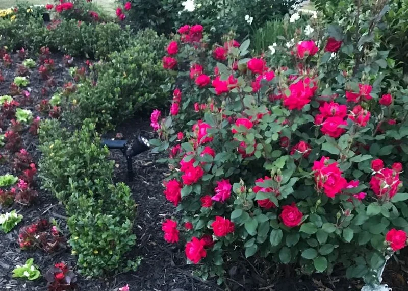 What to Plant With Knockout Roses? – The Garden Bug Detroit