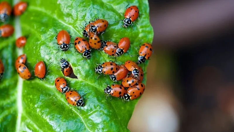 Ladybugs on leaf in garden