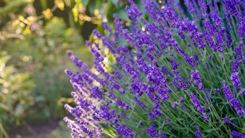 Lavender in home garden