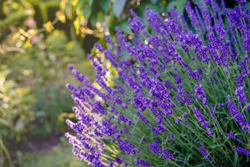 Lavender in home garden