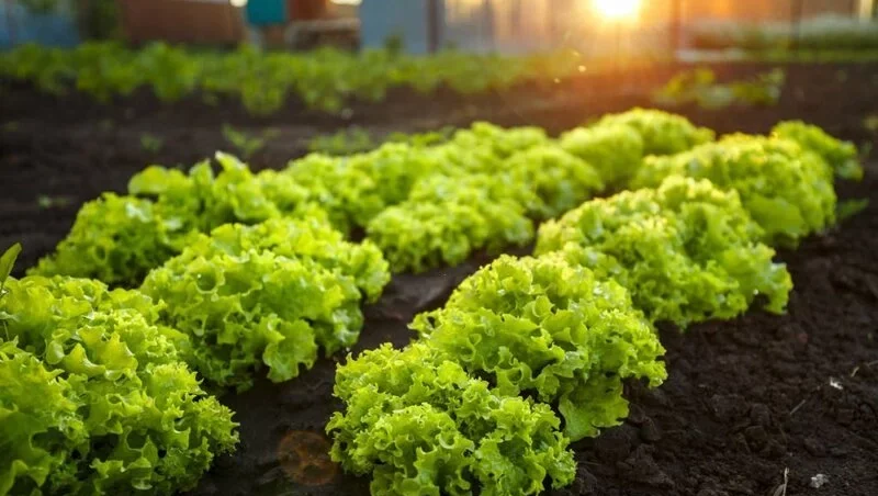 Lettuce grow in garden