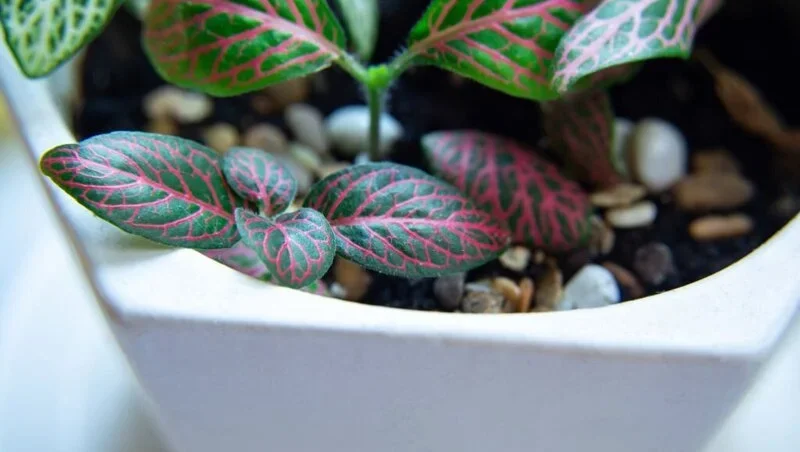 Nerve plant leaves