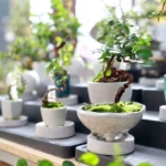 Potted bonsai trees