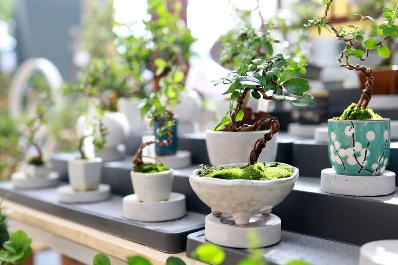 Potted bonsai trees