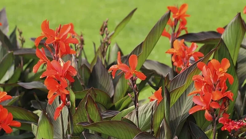 Red Canna flowers