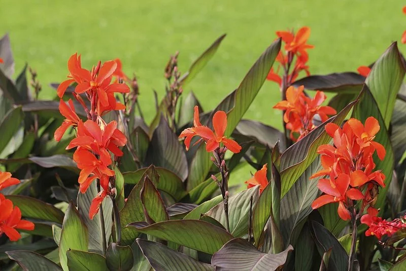Red Canna flowers