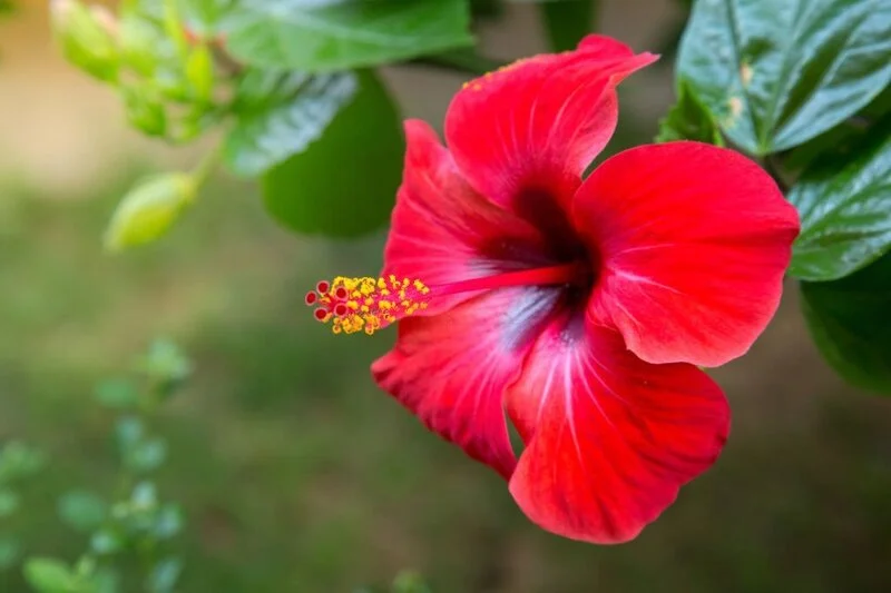 Red hibiscus flower