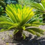 Sago palm with yellow leaves in nature