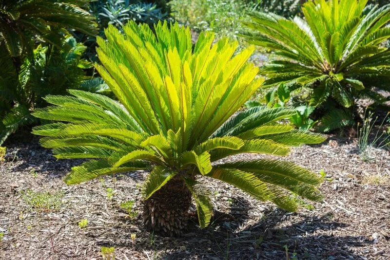 Sago palm with yellow leaves in nature