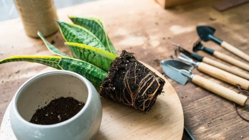 Snake plant with visible roots