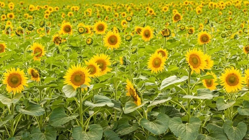 Sunflowers stands in a field