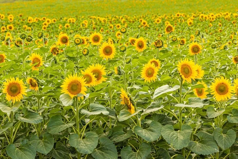 Sunflowers stands in a field
