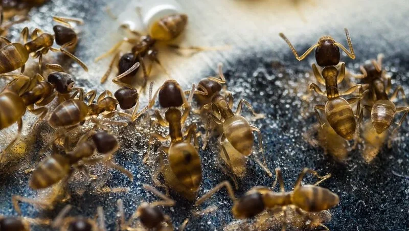 Grease ants (thief ants) eating sugar