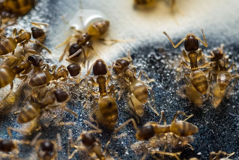 Grease ants (thief ants) eating sugar
