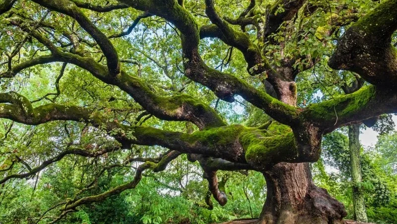 Very big oak tree
