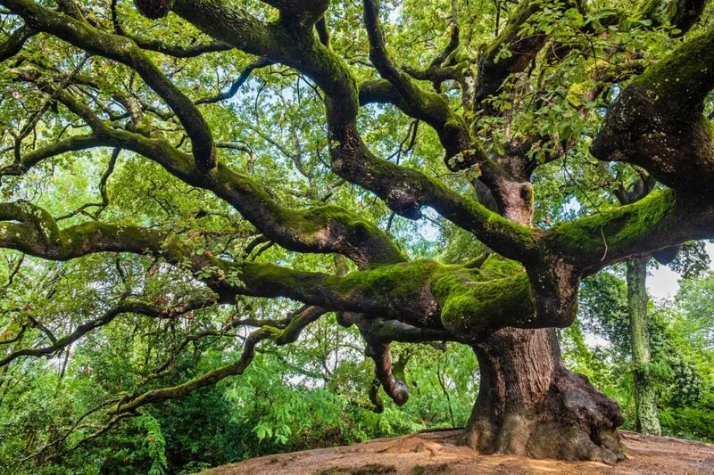 Very big oak tree