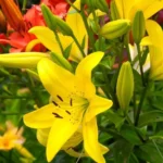 vibrant colored daylilies blooming in a garden