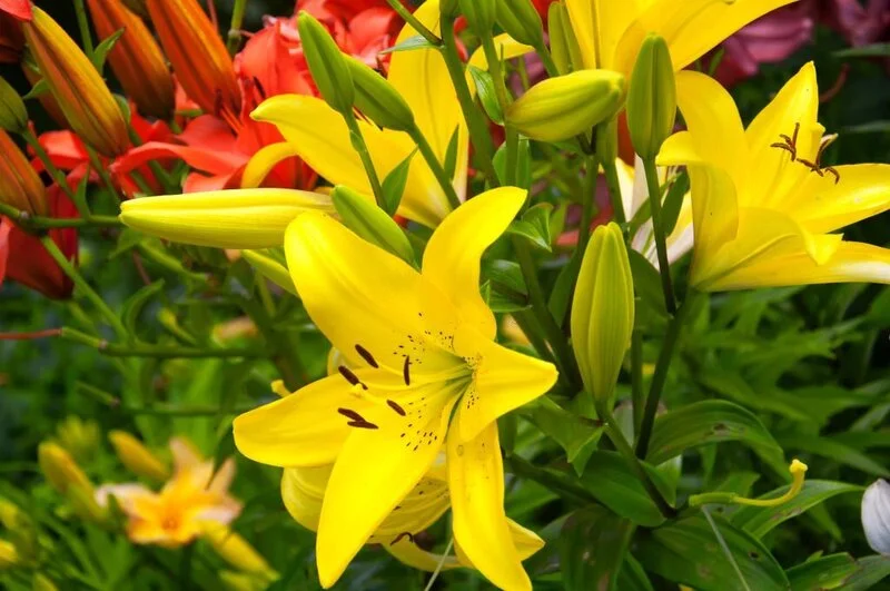 vibrant colored daylilies blooming in a garden