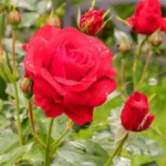 A bush of high perennial floribunda rose