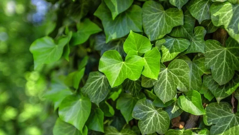 Background with green ivy covering the wall