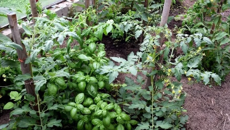 Basil and tomatoes plants grown together