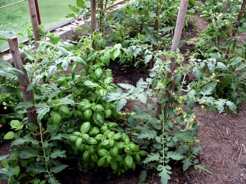 Basil and tomatoes plants grown together