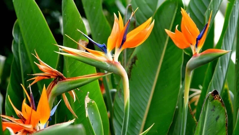 Bird of Paradise Leaves Curling