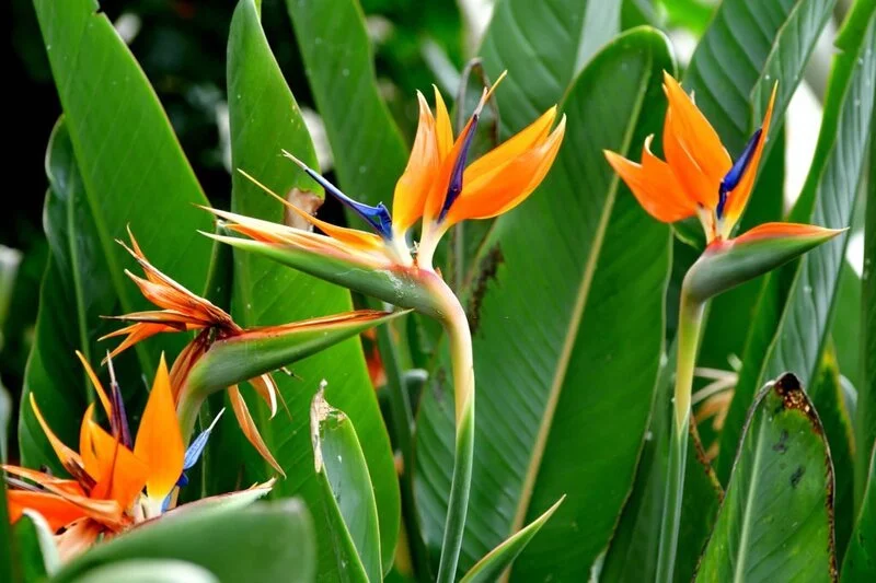 Bird of Paradise Leaves Curling
