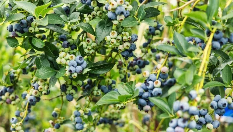 Blueberry plants ready for picking