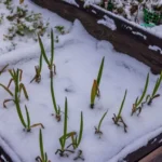 Close up view of bed of green onions in pallets covered with snow on winter day