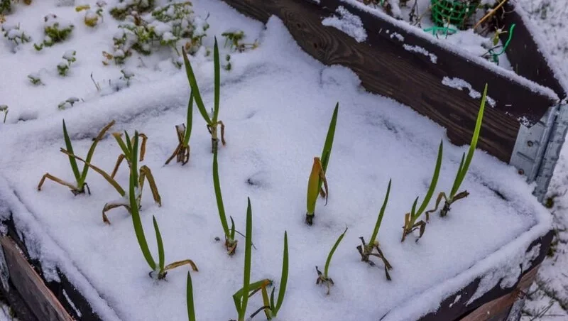 Close up view of bed of green onions in pallets covered with snow on winter day