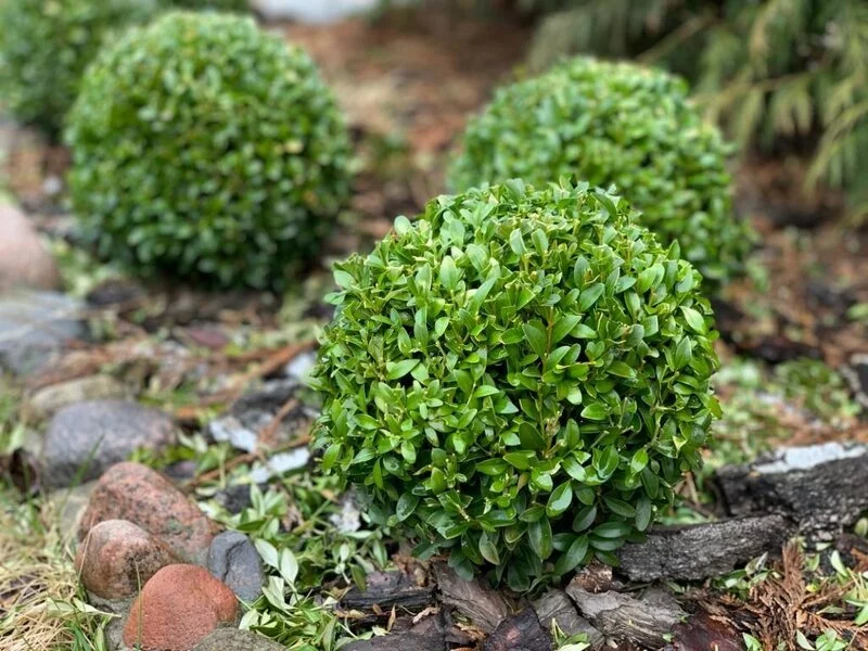 Evergreen boxwood bush Buxus sempervirens