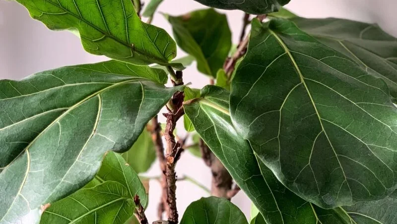Fiddle Leaf Fig Branch