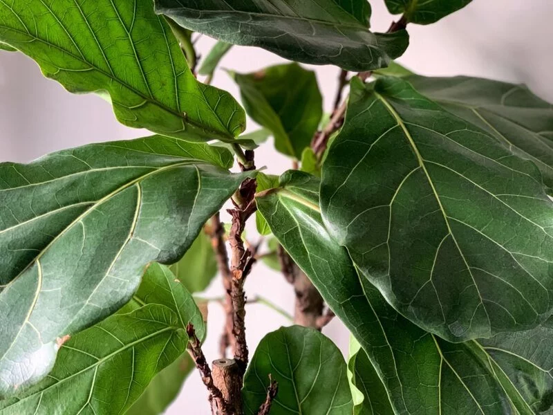 Fiddle Leaf Fig Branch
