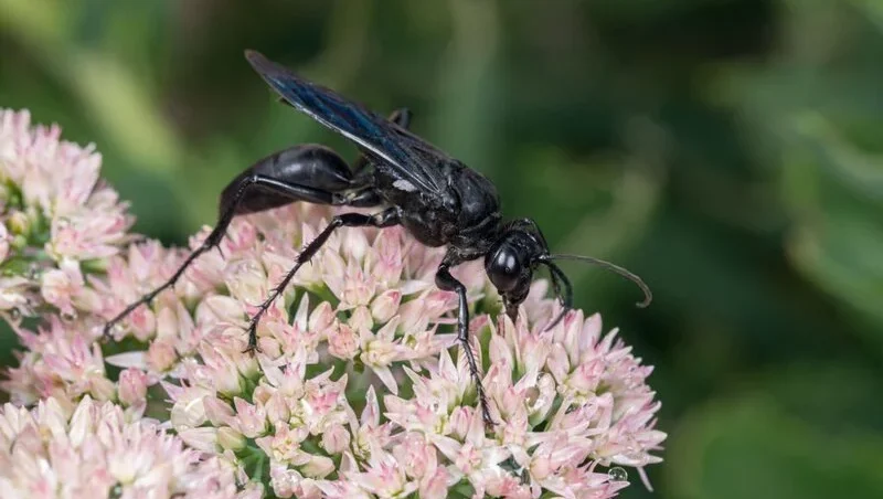 Great Black Wasp feeding on nectar from Sedum plant