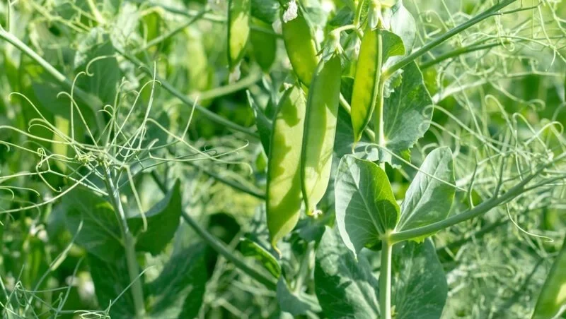 Green Pea plant bloom in the garden