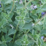 Green leaves and buds on a catmint plant about to bloom