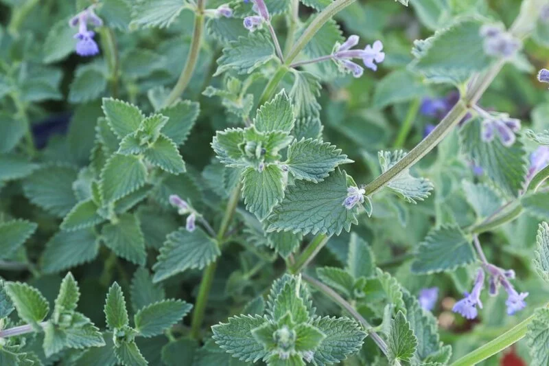 Green leaves and buds on a catmint plant about to bloom