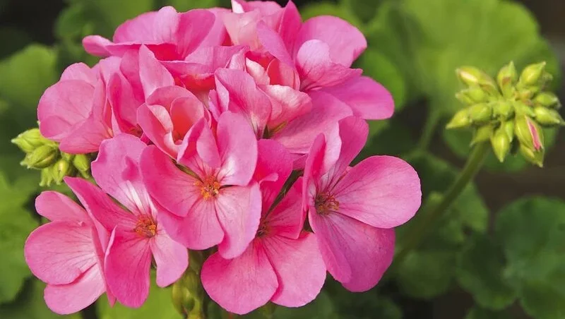 Hot Pink Geranium